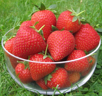 Picture of Strawberry Plants - Vibrant (Early Season) - November 2025 Delivery